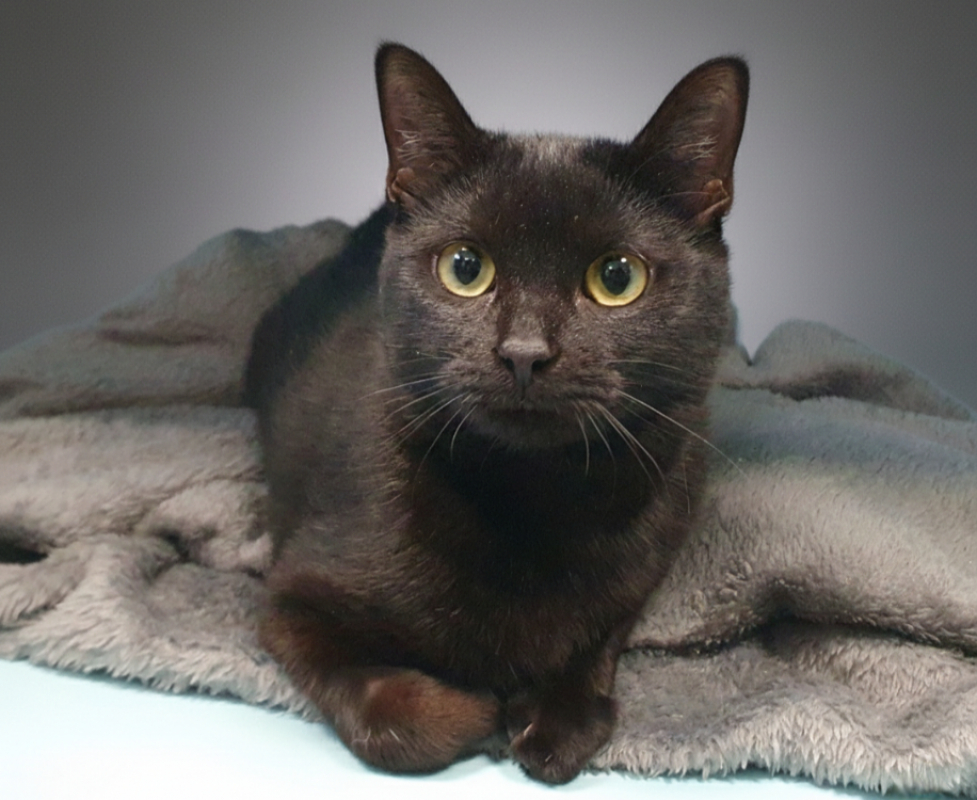 Photo #3 de Merveille