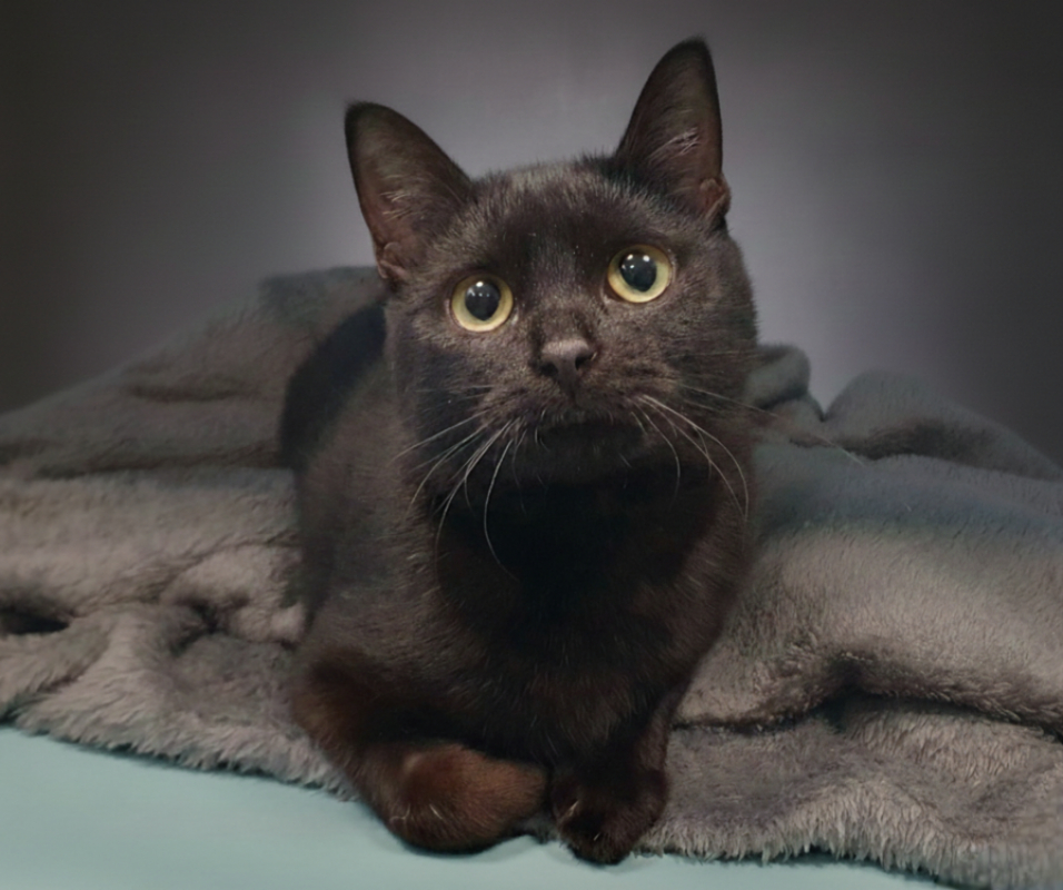 Photo #4 de Merveille