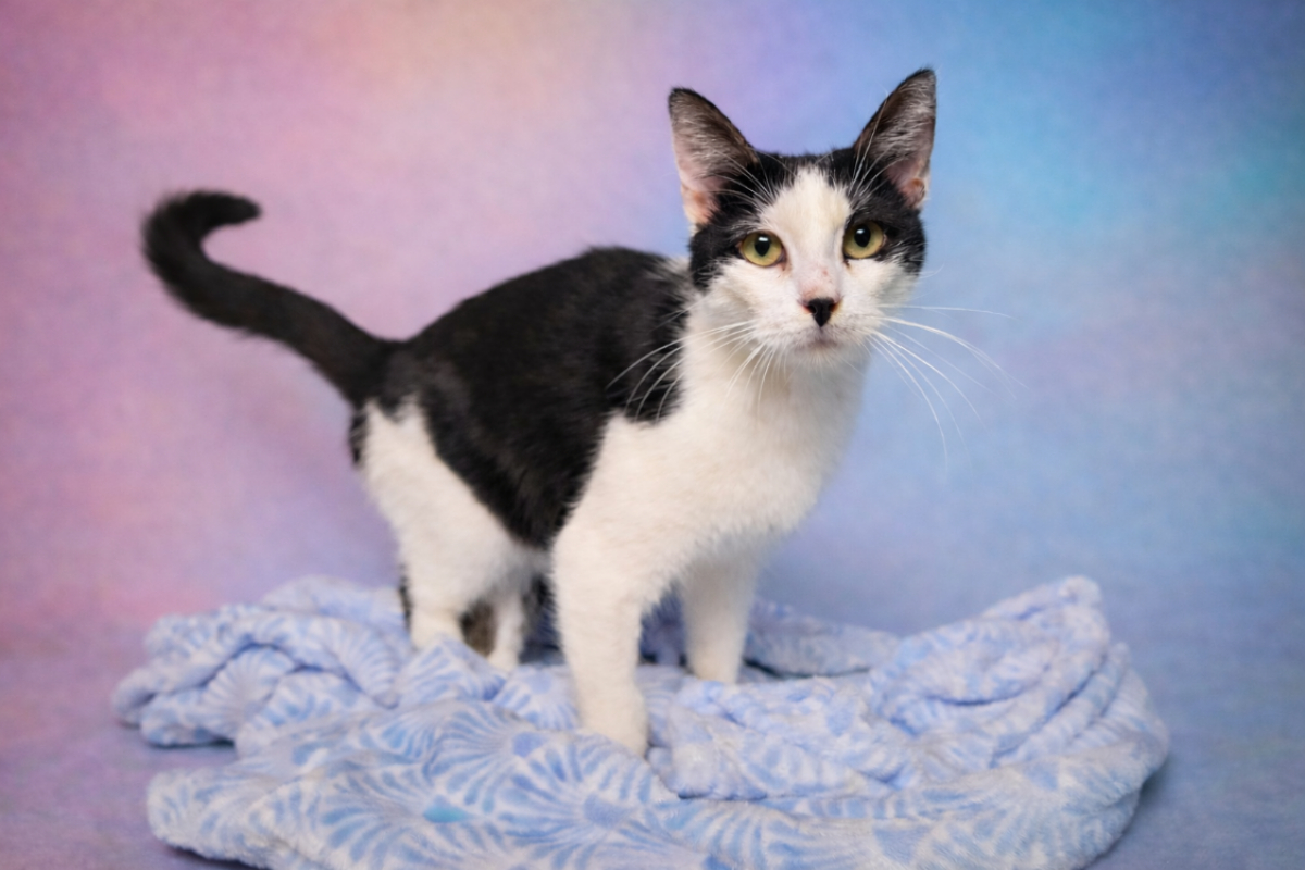 Photo de Panda réservé