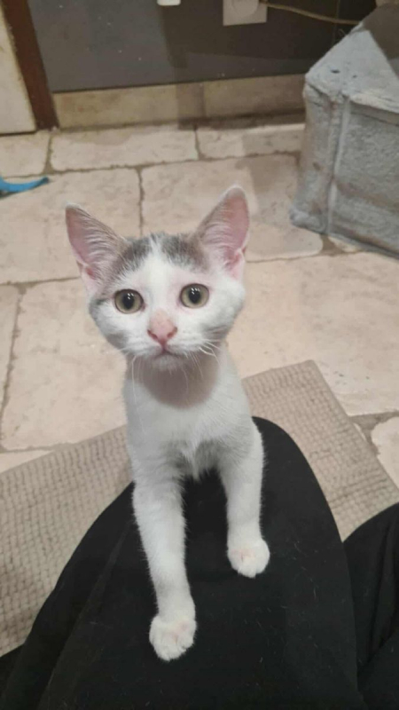 Photo de POPPY
