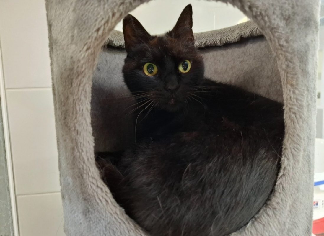 Mika - Chat Européen à adopter