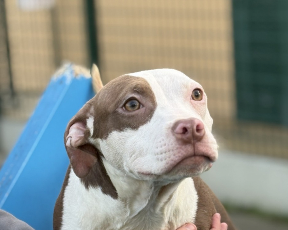 Photo #1 de Babouche