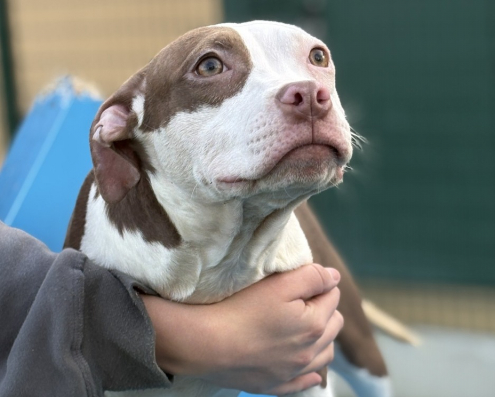 Photo #2 de Babouche