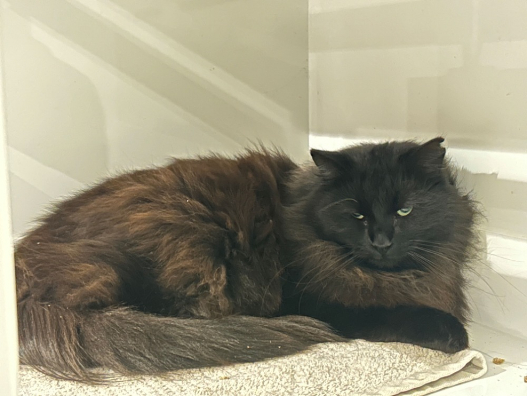 Photo #1 de Snickers