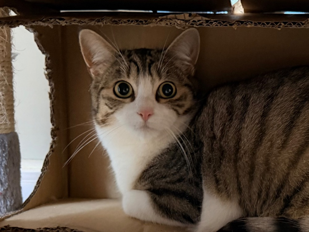 Photo #1 de Malteser