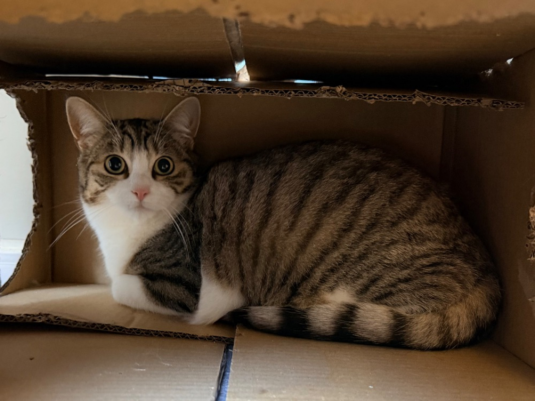 Photo #2 de Malteser