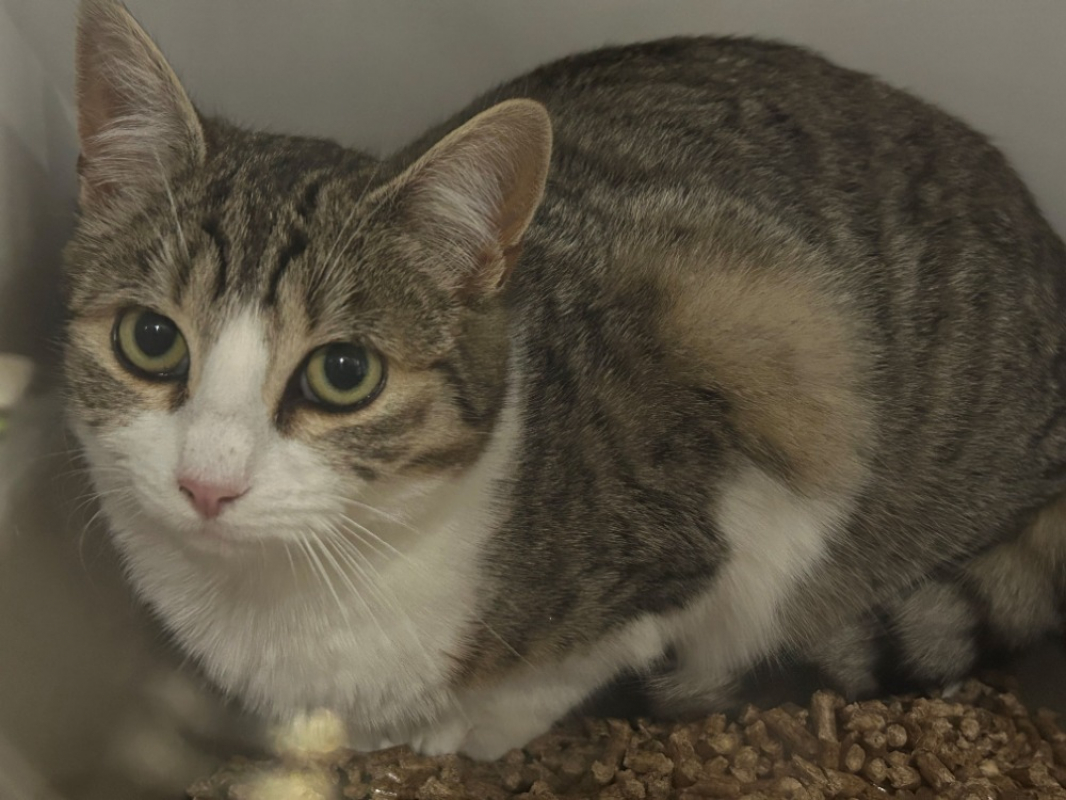 Photo #3 de Malteser