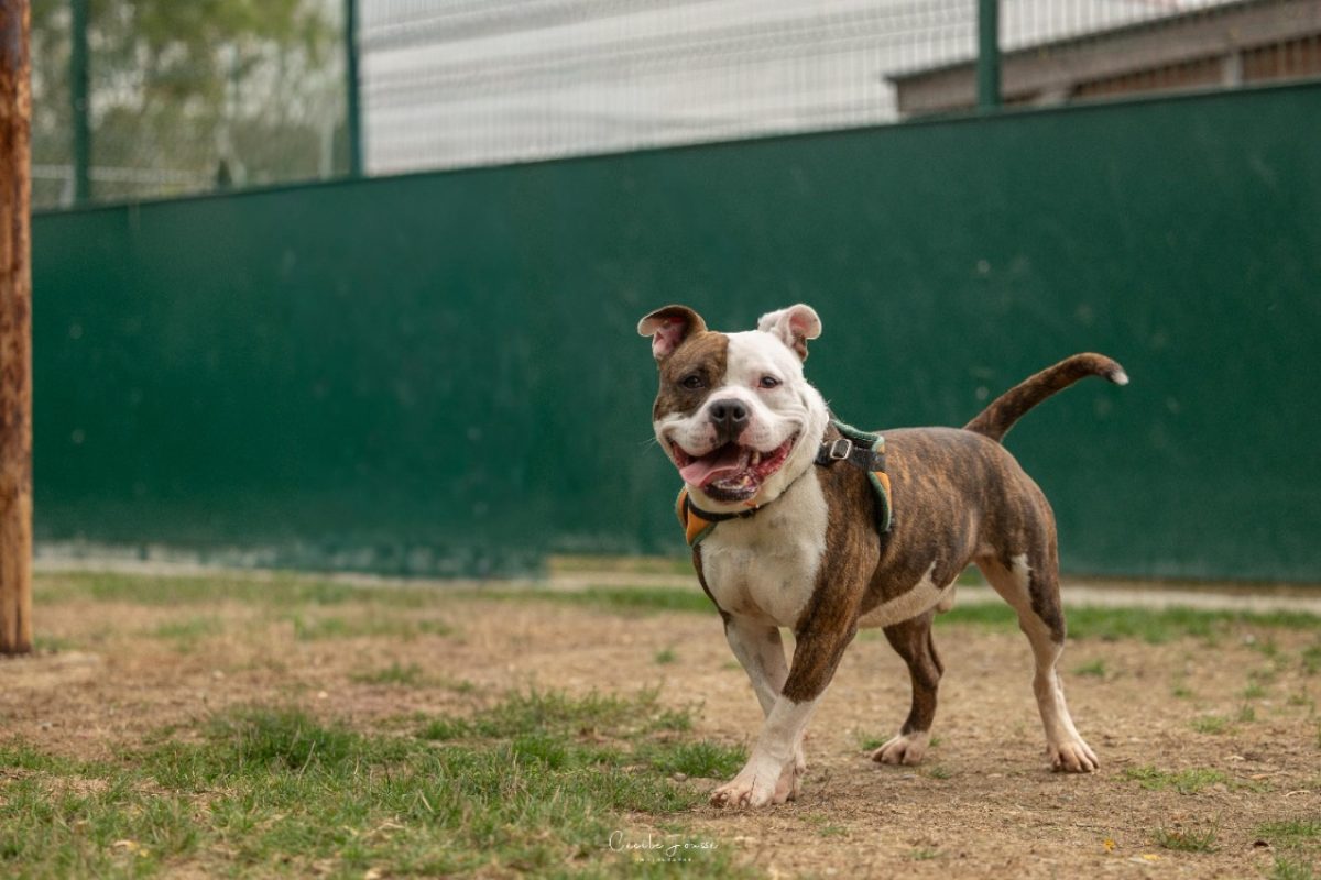 Flop - Chien Bouledogue Américain à adopter