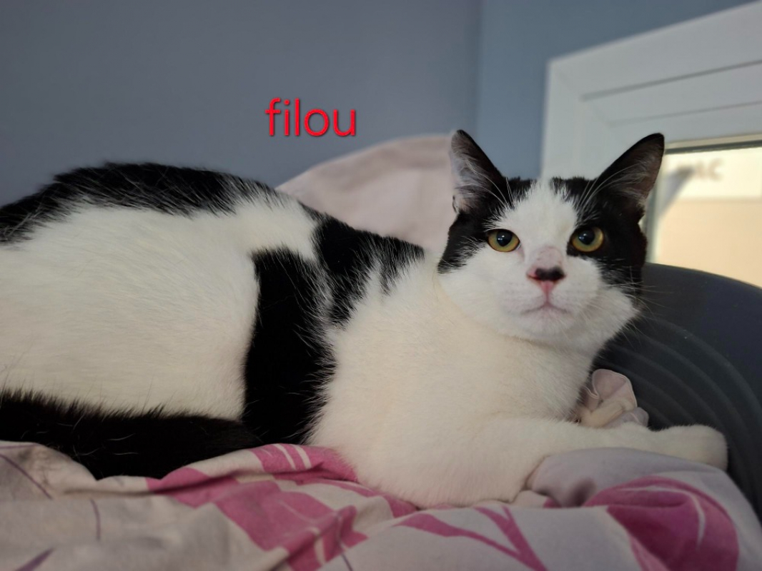 Photo de Filou