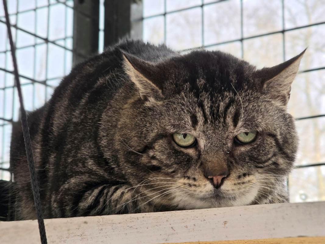 Photo #6 de Socrate