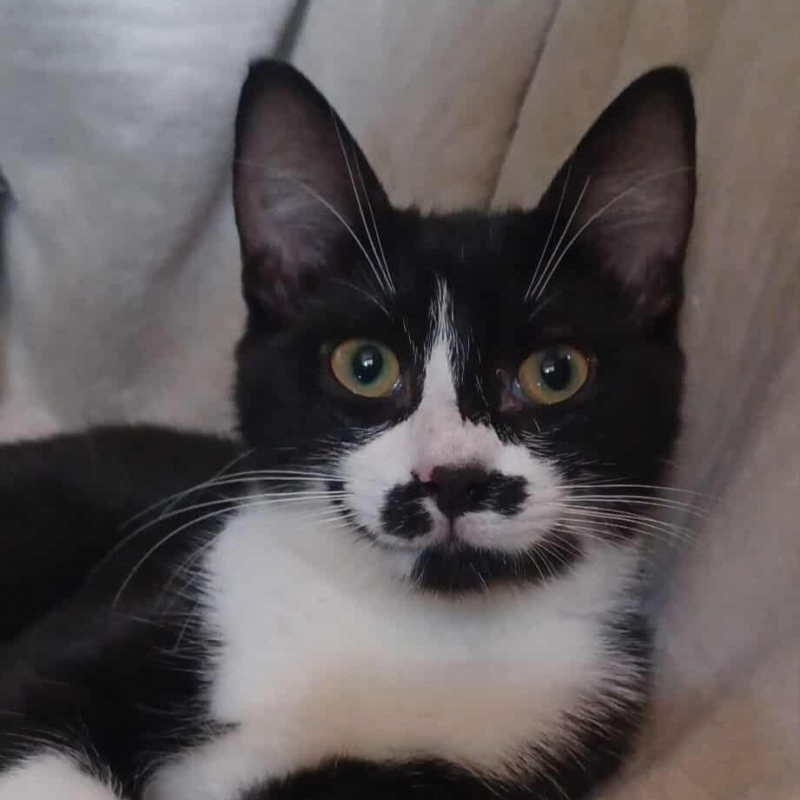 Photo #2 de FRIPOUILLE