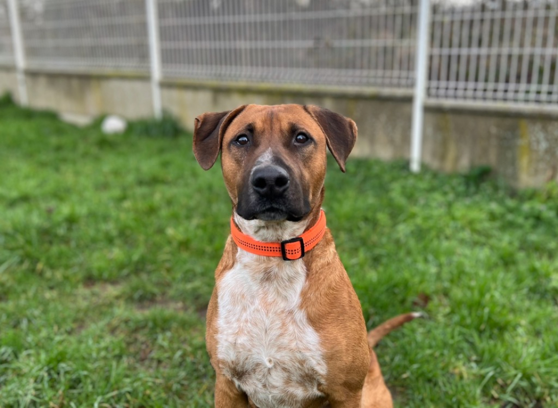 Photo #3 de Joffrey dit jack - reserve