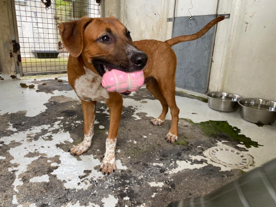 Photo #4 de Joffrey dit jack - reserve