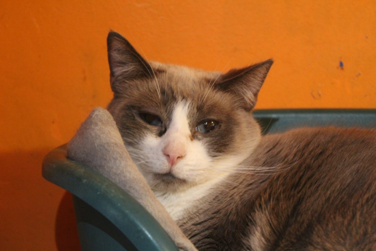 Photo #1 de Frimousse