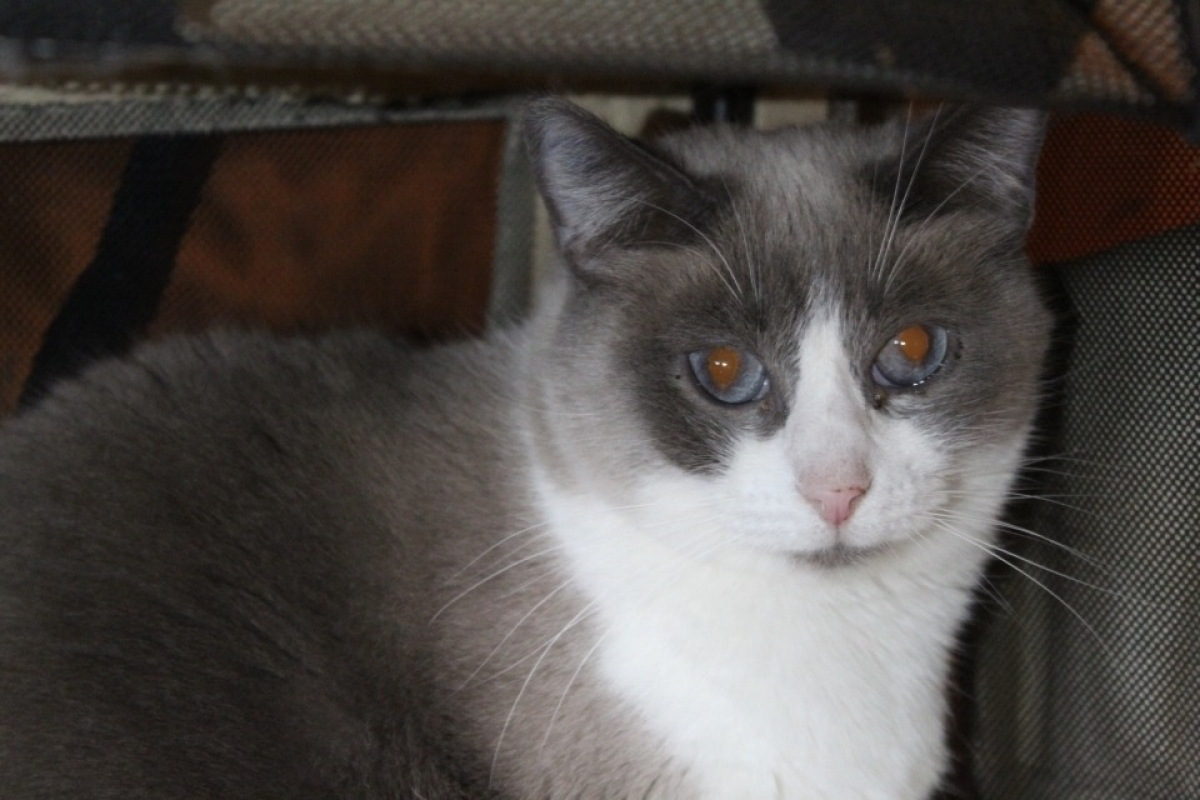 Frimousse - Chat Européen à adopter