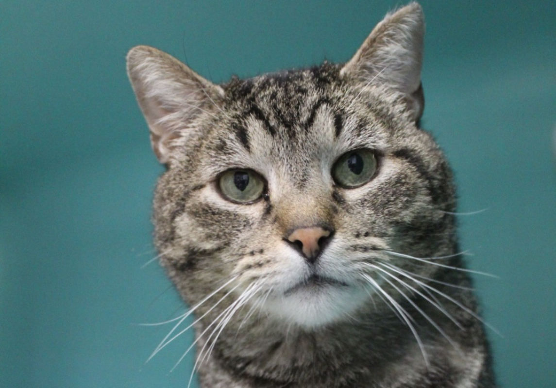 Ramses - Chat Européen à adopter