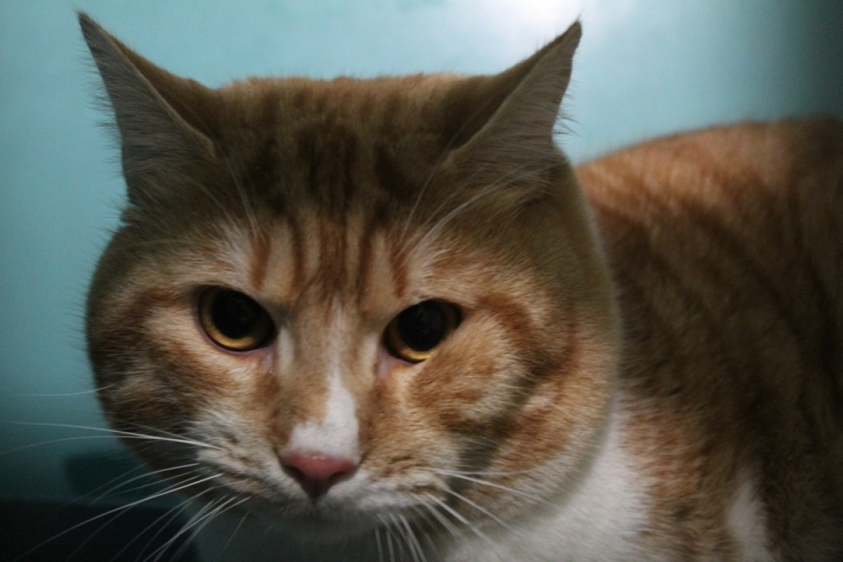 Photo de Mimi dit minouche