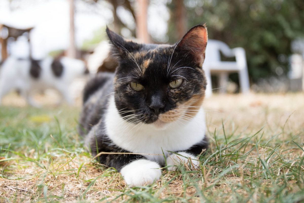 Raia - Chat Européen à adopter