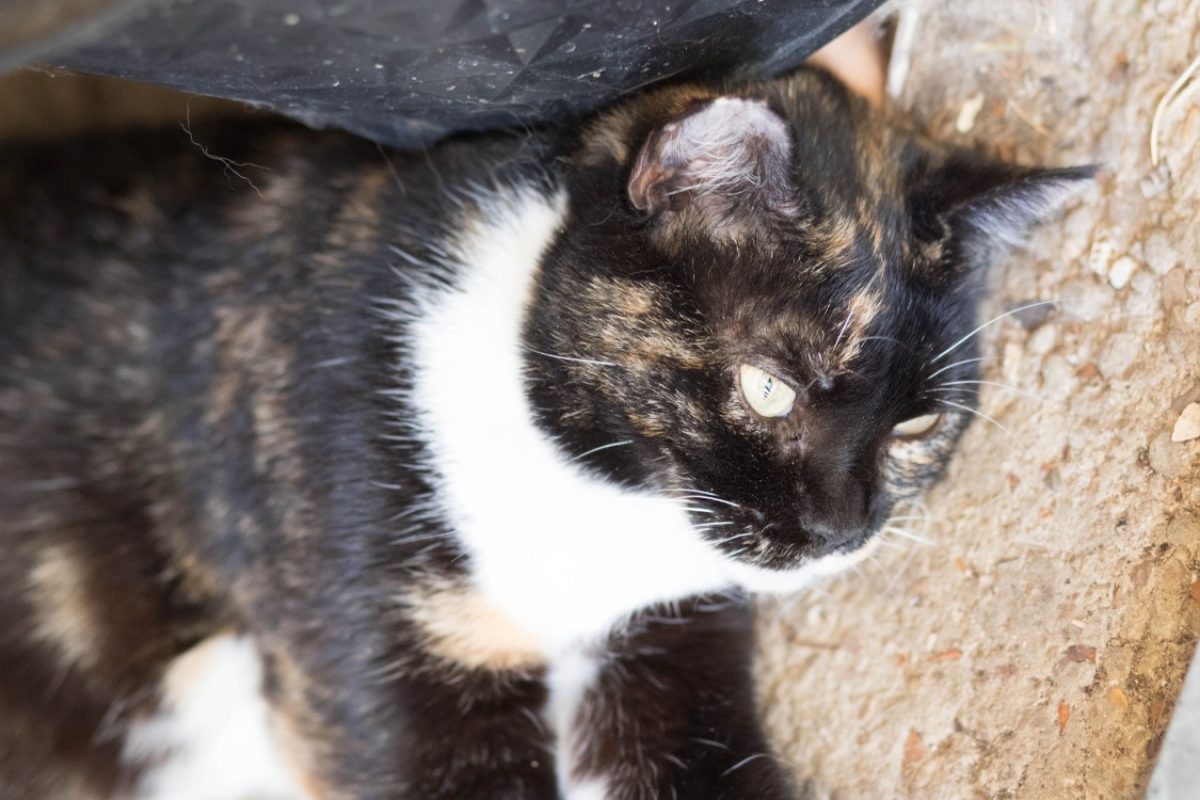 Raia - Chat Européen à adopter - photo 2