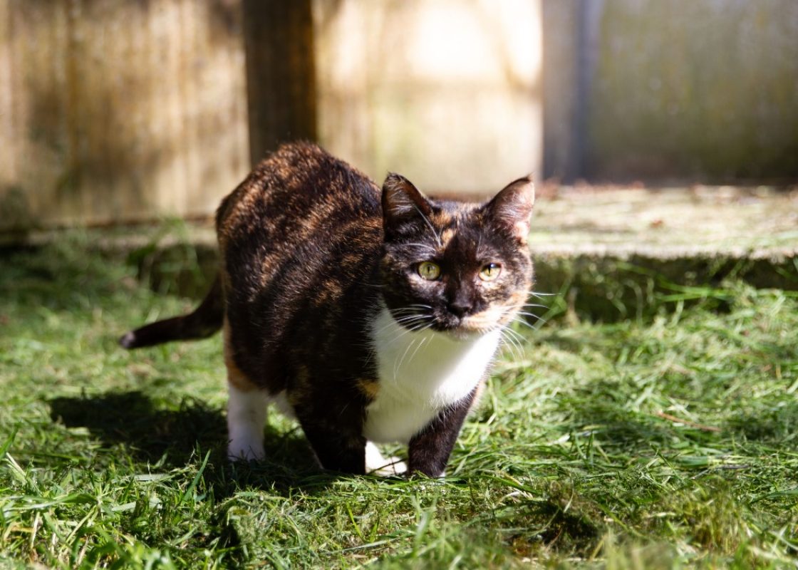 Raia - Chat Européen à adopter - photo 3