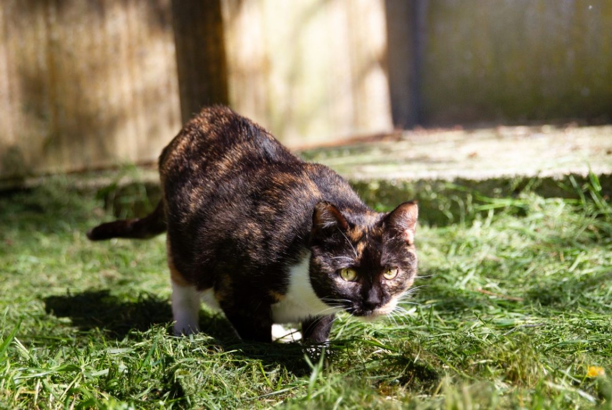 Raia - Chat Européen à adopter - photo 4