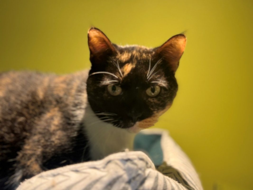 Raia - Chat Européen à adopter - photo 6