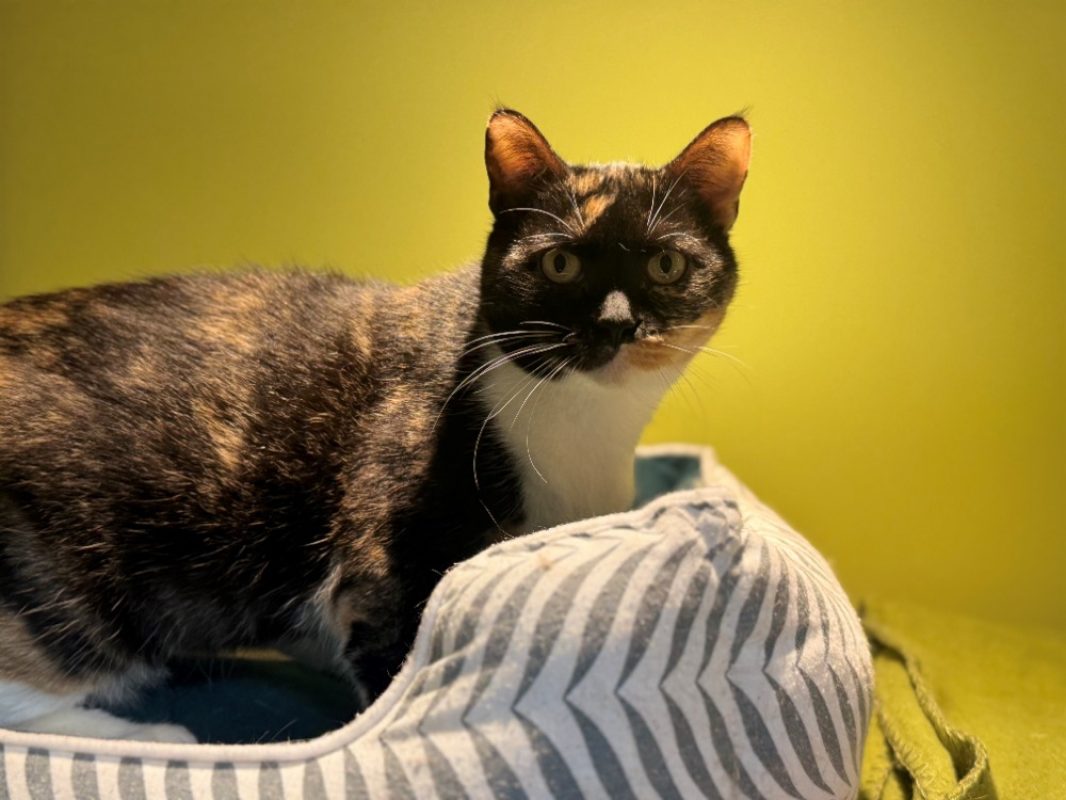 Raia - Chat Européen à adopter - photo 7