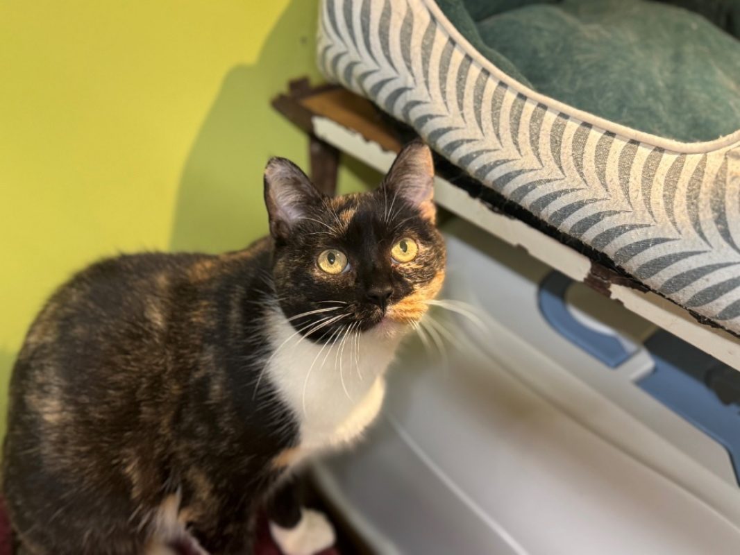 Raia - Chat Européen à adopter - photo 8