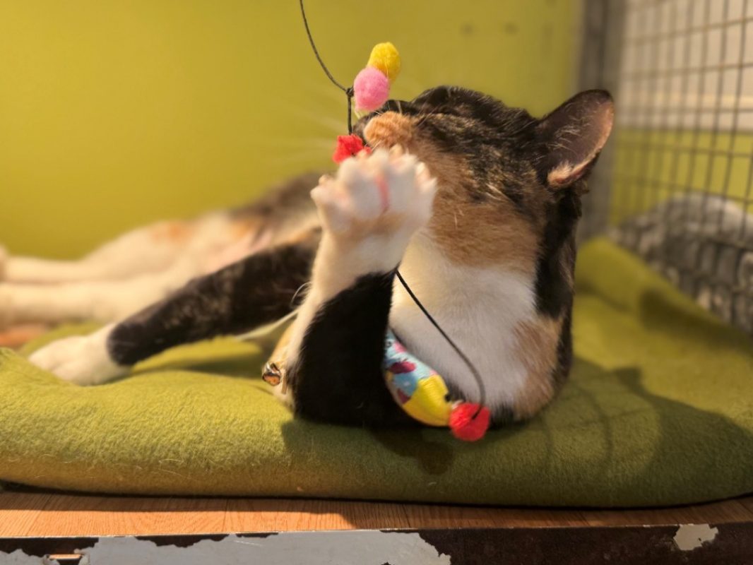 Raia - Chat Européen à adopter - photo 10
