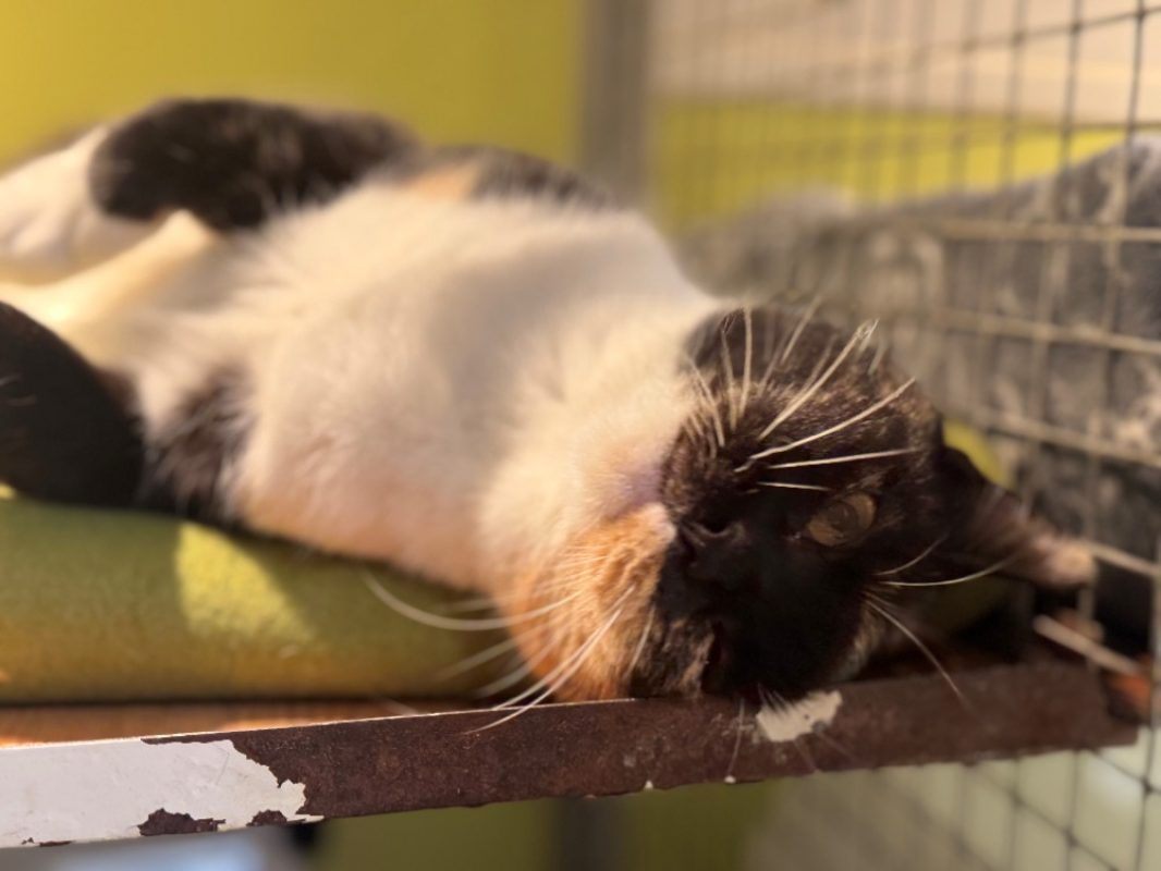 Raia - Chat Européen à adopter - photo 13