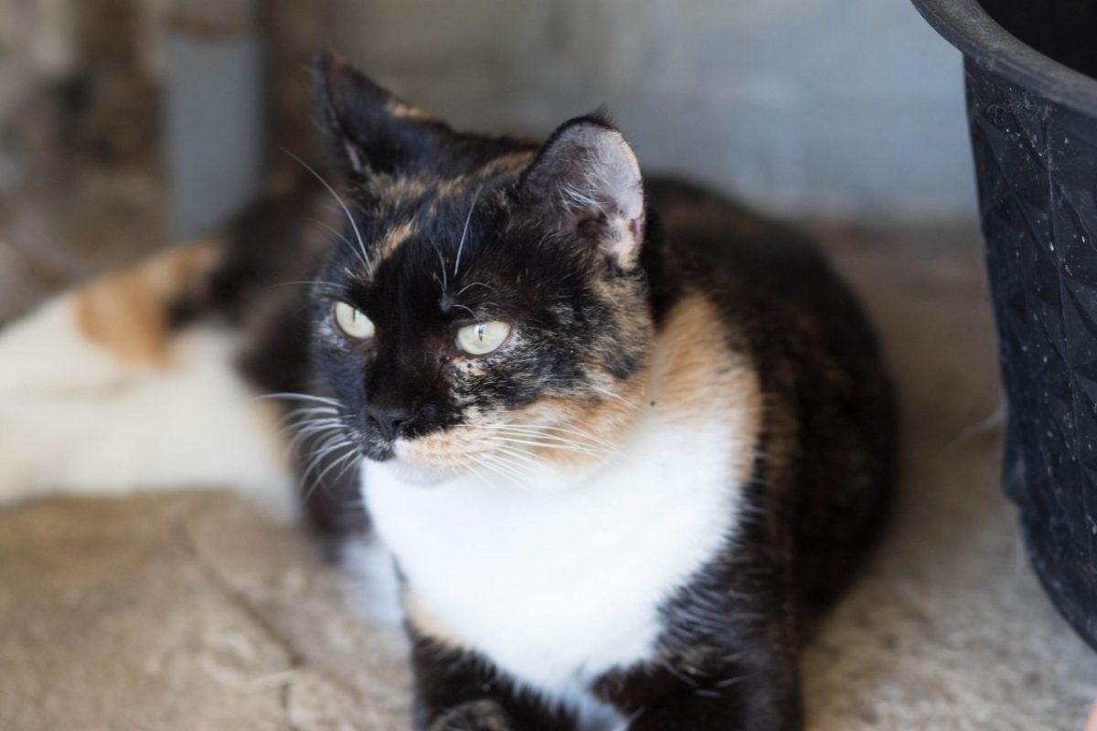 Raia - Chat Européen à adopter - photo 14