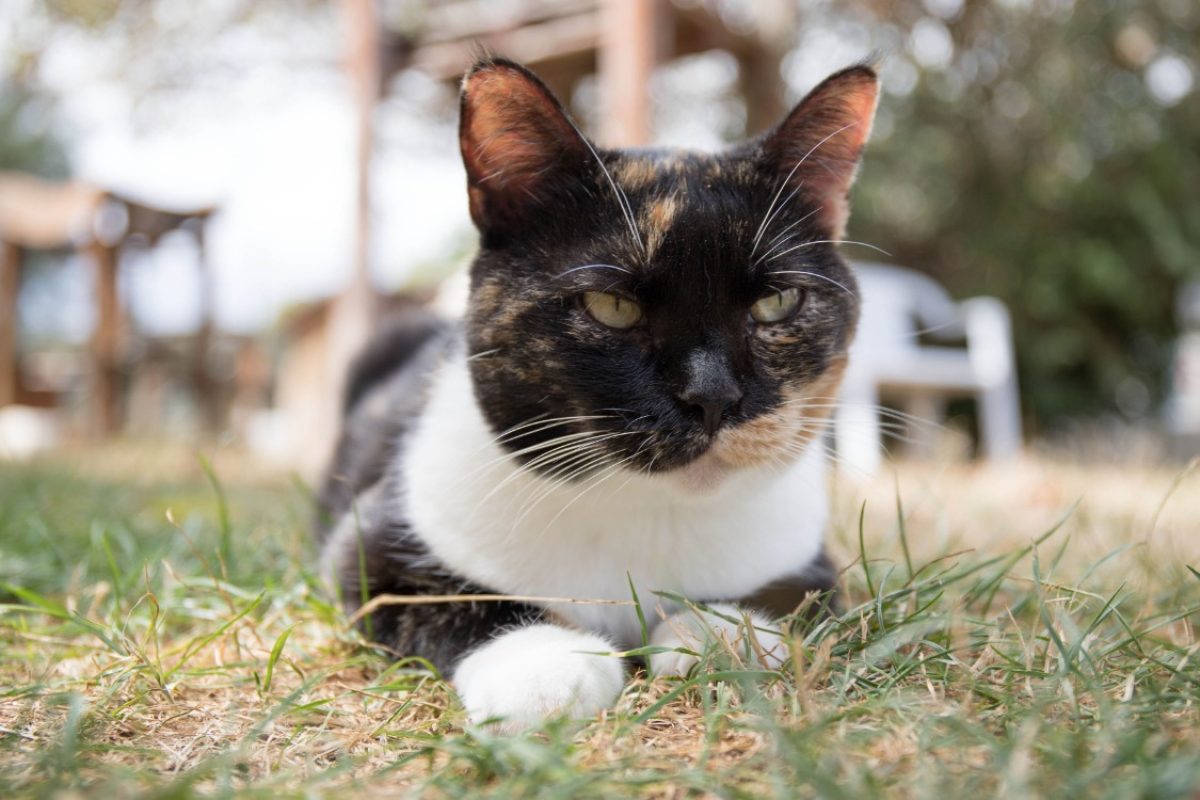 Raia - Chat Européen à adopter - photo 15