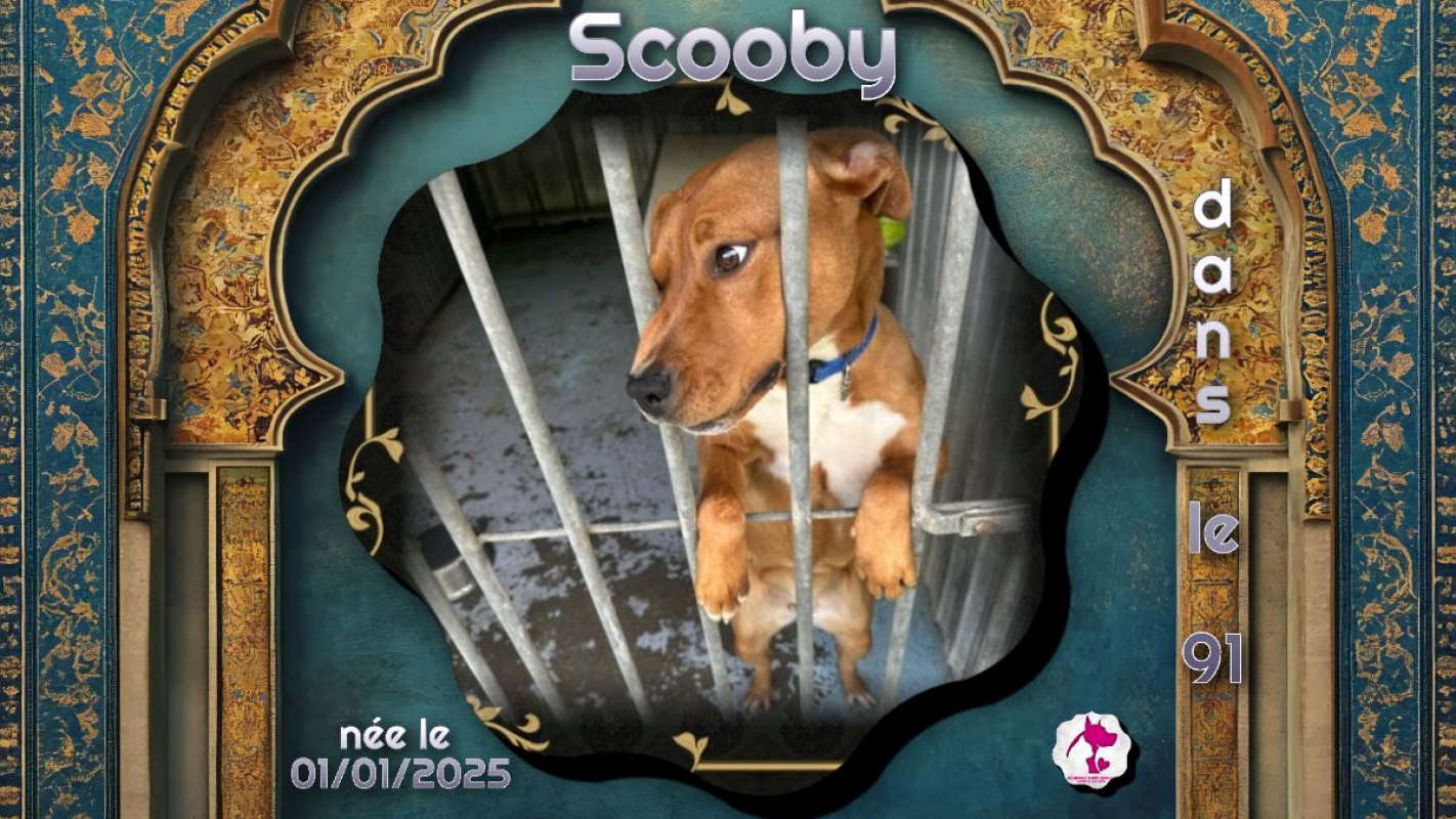 Photo de Scooby