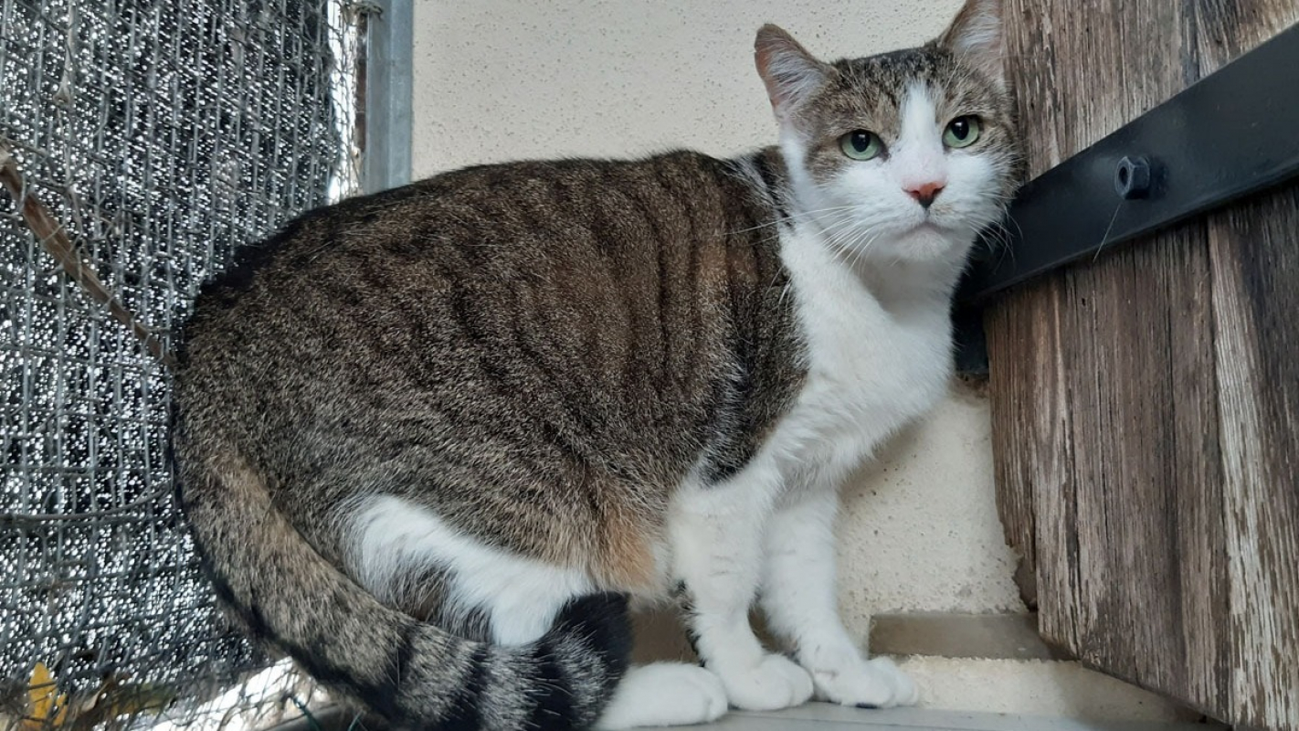 Photo #2 de Groslouis