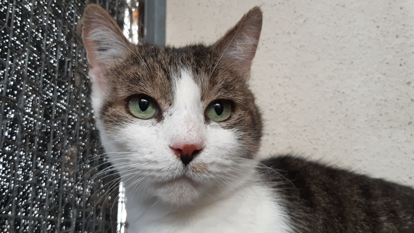 Photo #3 de Groslouis