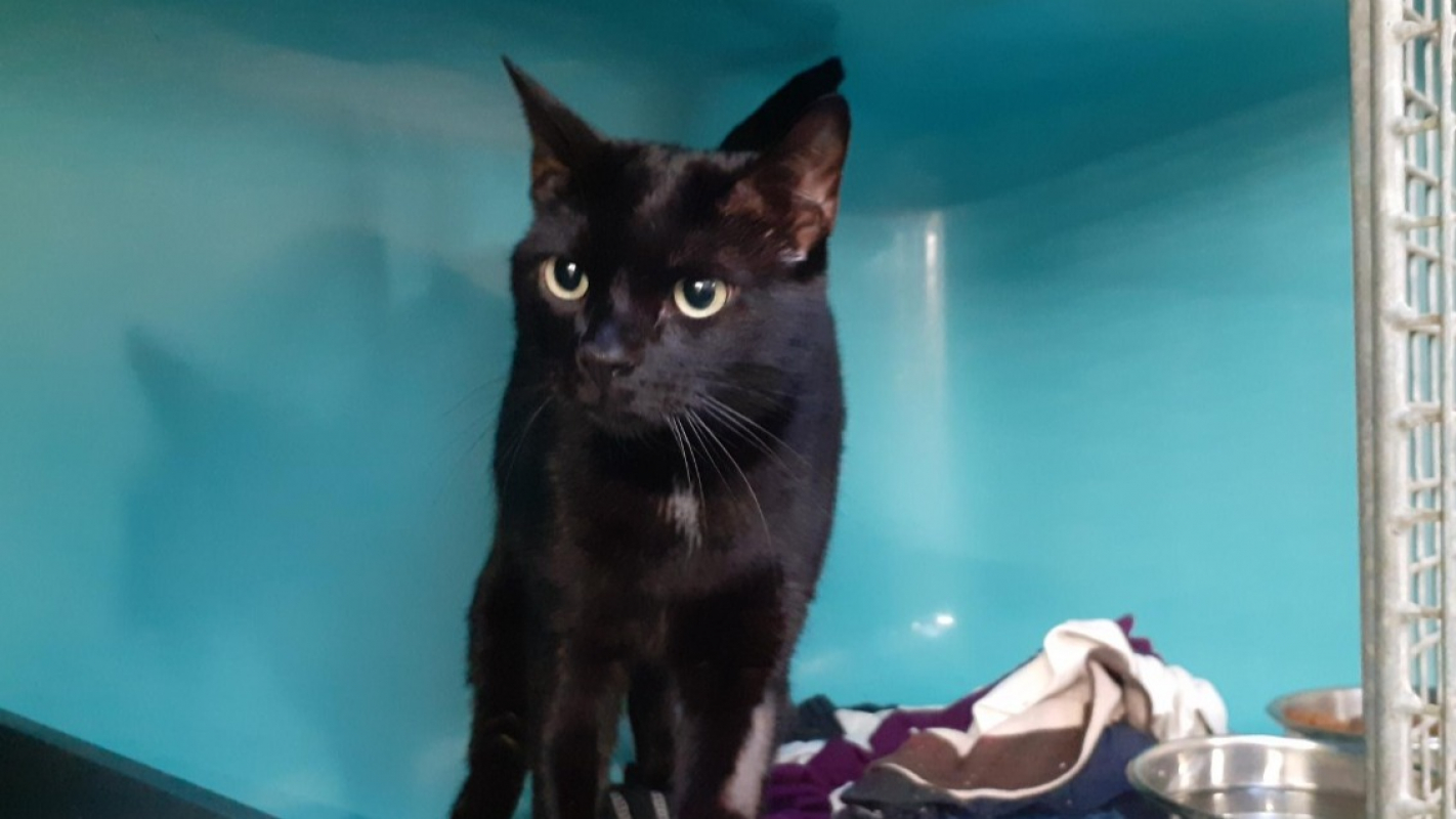 Photo #2 de Bagheera