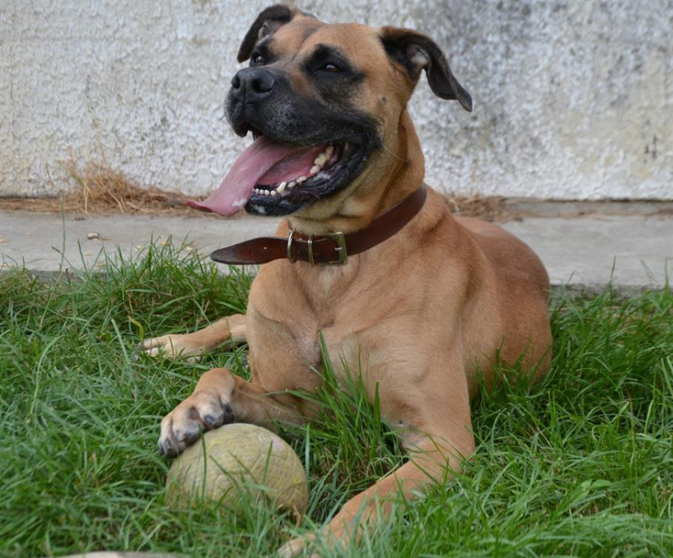 Photo #7 de Falco