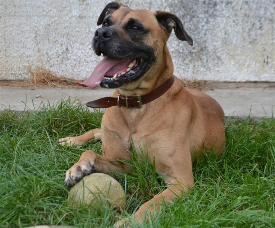 Falco - Chien à adopter - photo 7