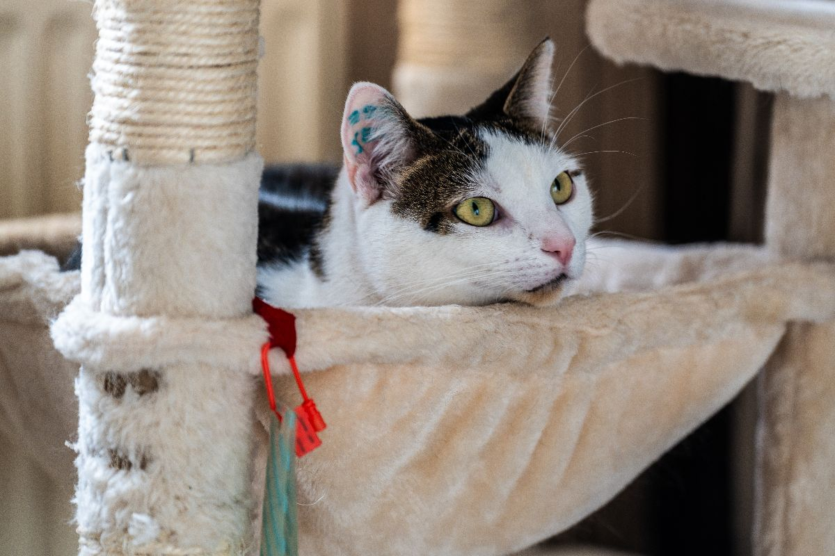 Photo #1 de Mia et Moka