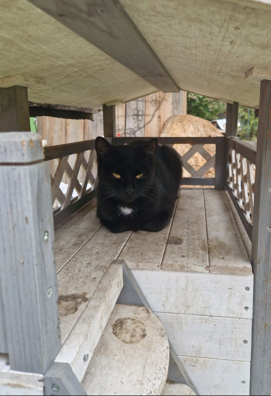 Photo #1 de Midnight