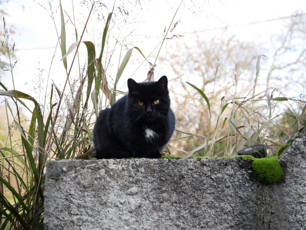 Photo #2 de Midnight