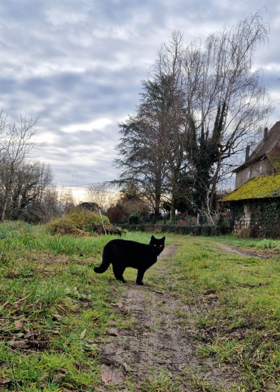 Photo #3 de Midnight