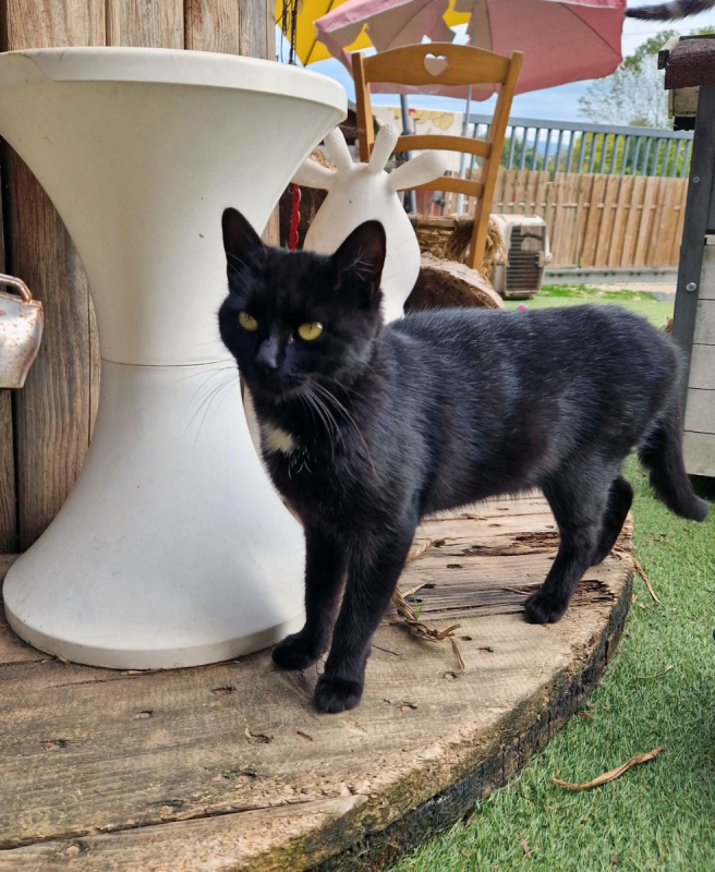 Photo #4 de Midnight