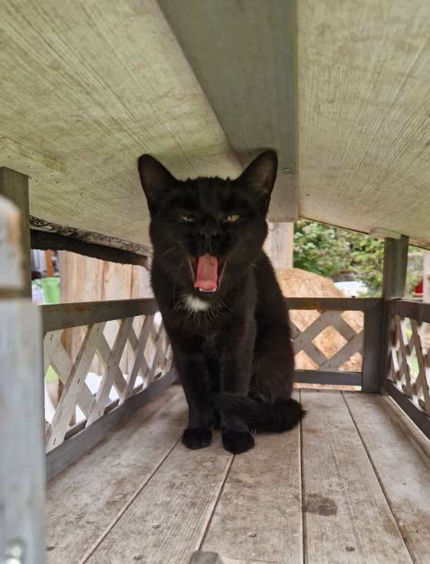 Photo #5 de Midnight