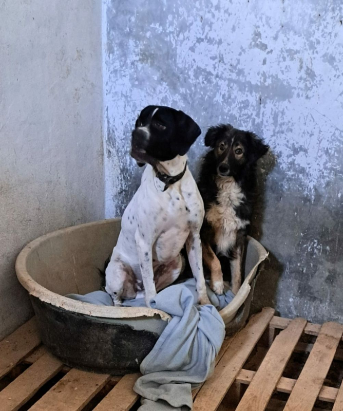 Photo #1 de ILDE, 1 an adorable chien à adopter