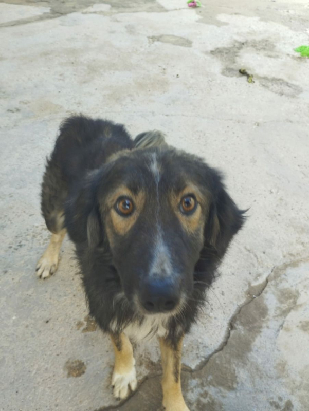 Photo #2 de ILDE, 1 an adorable chien à adopter