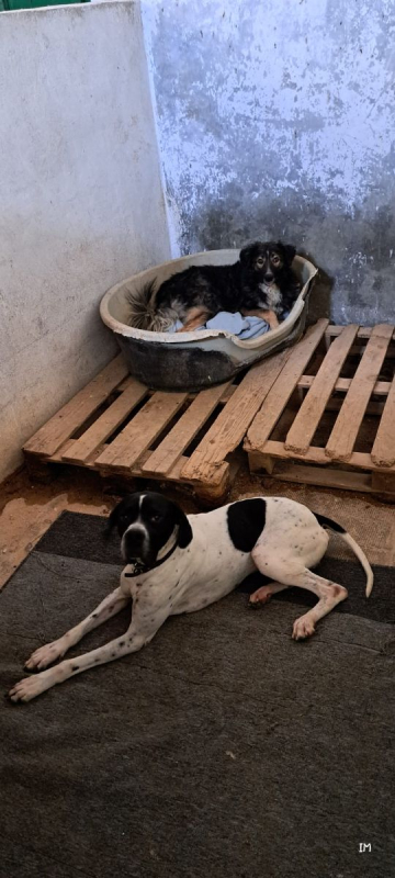 Photo #4 de ILDE, 1 an adorable chien à adopter