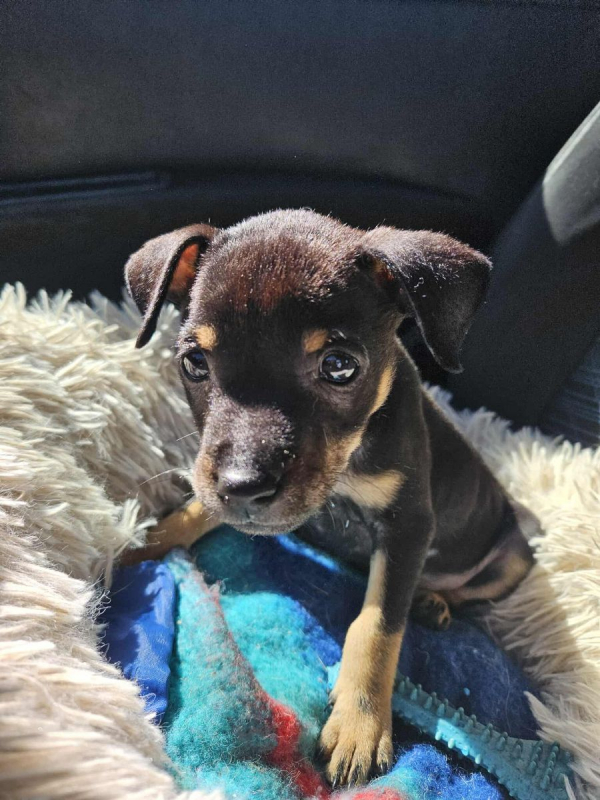 Photo #1 de Myrtille