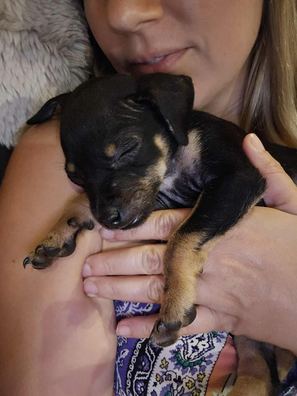 Photo #2 de Myrtille