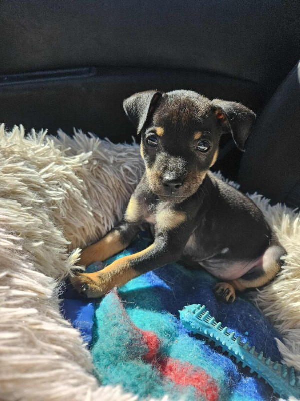 Photo #4 de Myrtille